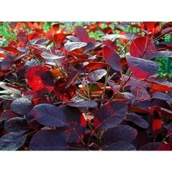 Cotinus Coggygria Royal Purple Smoke Bush Shrub 2-3ft Supplied In A 2 Litre Pot