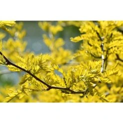 Gleditsia Sunburst Honey Locust Tree 3-4ft Supplied In A 3 Litre Pot