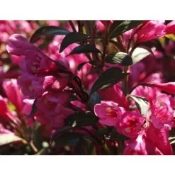 Weigela Florida Victoria Purple Leaf Flowering Shrub Plant In A 2 Litre Pot
