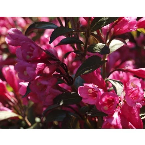 Weigela Florida Victoria Purple Leaf Flowering Shrub Plant In A 2 Litre Pot 1 Weigela Florida Victoria Purple Leaf Flowering Shrub Plant In A 2 Litre Pot