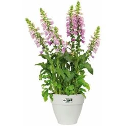 Elho Flowerpot Cachepot Garden Planter Box Outdoor Plant Pot Modern Design Plastic White Round Square Rectangular Rund/3,2 Liter (de)