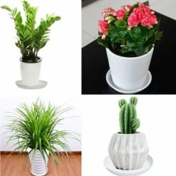 Flower Pot Saucer, 10pcs Plastic Flower Pot Saucer, Indoor Or Outdoor Plant Saucers White, Ø 21.5cm -Dwarf Discovery shop 58420555 5
