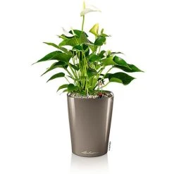 Alternative view of Lechuza Deltini Self Watering Pot Taupe 18cm 14904