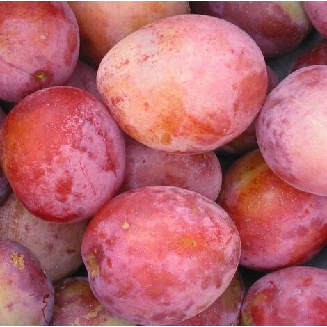 Victoria Plum Fruit Tree 4-5ft Juicy, Self Fertile & Ready To Fruit, Supplied In A 5 Litre Pot 1 Victoria Plum Fruit Tree 4-5ft Juicy, Self Fertile & Ready To Fruit, Supplied In A 5 Litre Pot