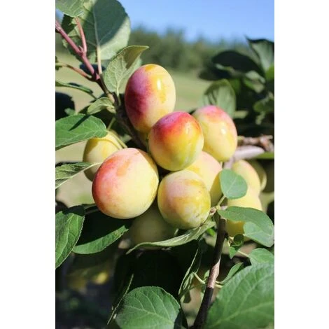 Dwarf Patio Aprimira Miracot Golden Plum Fruit Tree 3-4ft Supplied In A 5 Litre Pot 1 Dwarf Patio Aprimira Miracot Golden Plum Fruit Tree 3-4ft Supplied In A 5 Litre Pot