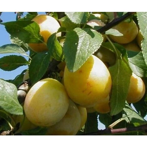 Prunus Mirabelle De Nancy Plum Fruit Tree 5-6ft Supplied In A 7.5 Litre Pot 1 Prunus Mirabelle De Nancy Plum Fruit Tree 5-6ft Supplied In A 7.5 Litre Pot