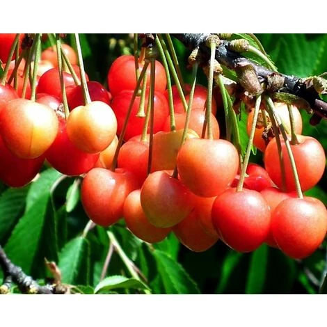 Dwarf Patio Napolean Cherry Fruit Tree 3-4ft Supplied In A 5 Litre Pot 1 Dwarf Patio Napolean Cherry Fruit Tree 3-4ft Supplied In A 5 Litre Pot
