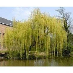 Salix Chrysocoma Weeping Willow Tree 5-6ft Supplied In A 7.5 Litre Pot