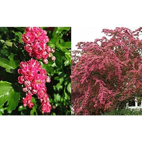 Crataegus Paul's Scarlet Tree 5-6ft Supplied In A 7.5 Litre Pot 1 Crataegus Paul's Scarlet Tree 5-6ft Supplied In A 7.5 Litre Pot