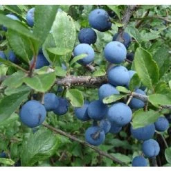 Prunus Spinosa Sloe Berry Plant 3ft Tall Supplied In A 2 Litre Pot
