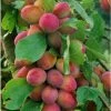 Prunus Victoria Plum Fruit Tree 2-3Yr 6ft Supplied In A 7 Litre Pot