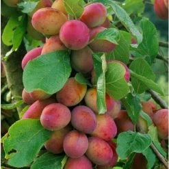 Prunus Victoria Plum Fruit Tree 2-3Yr 6ft Supplied In A 7 Litre Pot