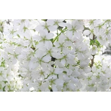 Prunus Brilliant White Dwarf Patio Flowering Cherry Tree 3-4ft Supplied In A 5 Litre Pot … 1 Prunus Brilliant White Dwarf Patio Flowering Cherry Tree 3-4ft Supplied In A 5 Litre Pot …