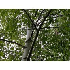 Betula Pendula Silver Birch Tree 3-4ft Tall Supplied In A 2/3 Litre Pot