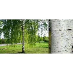 Betula Pendula Silver Birch Tree 3-4ft Tall Supplied In A 2/3 Litre Pot -Dwarf Discovery shop 60698824 3