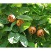 Medlar Nottingham Fruit Tree UK Hardy 5-6ft Supplied In A 7.5 Litre Pot