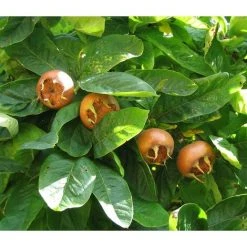 Medlar Nottingham Fruit Tree UK Hardy 5-6ft Supplied In A 7.5 Litre Pot