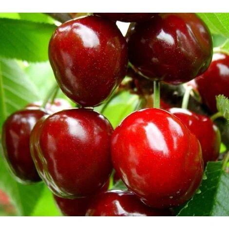 Dwarf Patio Sunburst Cherry Fruit Tree 3-4ft Supplied In A 5 Litre Pot 1 Dwarf Patio Sunburst Cherry Fruit Tree 3-4ft Supplied In A 5 Litre Pot