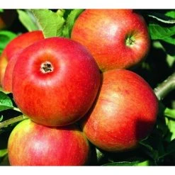Dwarf Patio Jonagold Apple Fruit Tree 3-4ft Supplied In A 5 Litre Pot