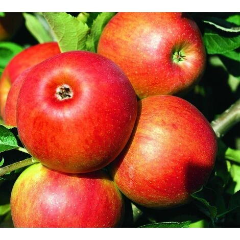 Dwarf Patio Jonagold Apple Fruit Tree 3-4ft Supplied In A 5 Litre Pot 1 Dwarf Patio Jonagold Apple Fruit Tree 3-4ft Supplied In A 5 Litre Pot