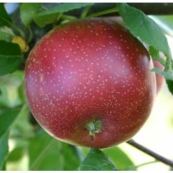 Malus Summerred Apple Dwarf Patio Fruit Tree 3-4ft Supplied In A 5 Litre Pot