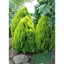 Platycladus Aurea Nana Dwarf Ornamental Conifer Plant 3L Pot ( Large Plant)