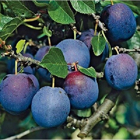 Blue Tit Plum Fruit Tree Self Fertile & Superb Flavour 5-6ft Supplied In A 7.5 Litre Pot 1 Blue Tit Plum Fruit Tree Self Fertile & Superb Flavour 5-6ft Supplied In A 7.5 Litre Pot