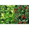 Ilex Alaska Holly Bush Evergreen Tree Plant 3ft Tall In A 2 Litre Pot