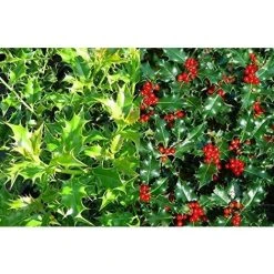 Ilex Alaska Holly Bush Evergreen Tree Plant 3ft Tall In A 2 Litre Pot