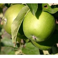Dwarf Patio Granny Smith Apple Fruit Tree 3-4ft Supplied In A 5 Litre Pot