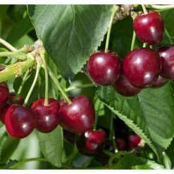 Prunus Regina Cherry Dwarf Patio Fruit Tree 3-4ft Supplied In A 5 Litre Pot
