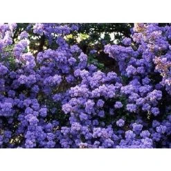 Ceanothus Dentatus Blue Californian Lilac 3-4ft Supplied In A 3 Litre Pot