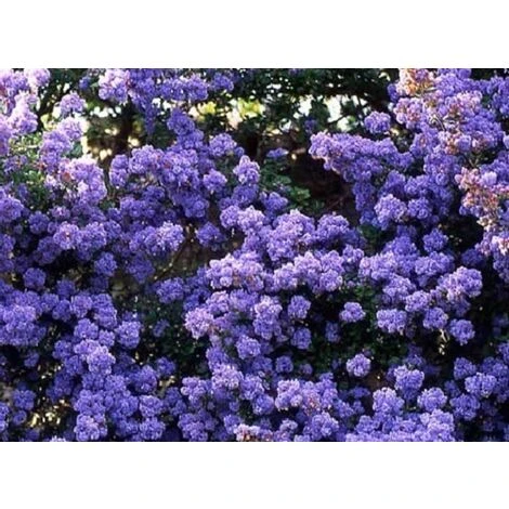 Ceanothus Dentatus Blue Californian Lilac 3-4ft Supplied In A 3 Litre Pot 1 Ceanothus Dentatus Blue Californian Lilac 3-4ft Supplied In A 3 Litre Pot