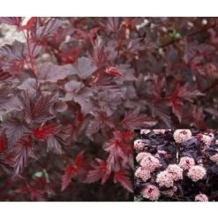 Physocarpus Lady In Red Leaf Shrub Plant Supplied In A 9cm Pot