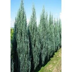 1X Juniperus 'Blue Arrow' Rocky Mountain Juniper Conifer Tree 50-60cm Tall Supplied In A 3L Pot