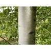 Betula Pendula Silver Birch Tree Large 5-6ft Supplied In A 7.5 Litre Pot