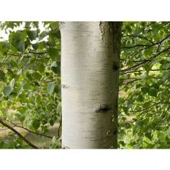 Betula Pendula Silver Birch Tree Large 5-6ft Supplied In A 7.5 Litre Pot