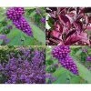 Callicarpa Profusion Beauty Berry Shrub Plant 30-40cm Supplied In A 9cm Pot