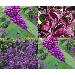 Callicarpa Profusion Beauty Berry Shrub Plant 30-40cm Supplied In A 9cm Pot