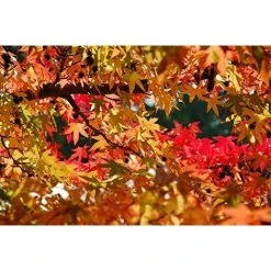 Liquidambar Styraciflua Plant Ornamental Tree 2-3ft Supplied In A 1 Litre Pot