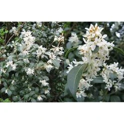 Osmanthus Burkwoodii Evergreen Fragrant Plant Shrub Large In A 3 Litre Pot