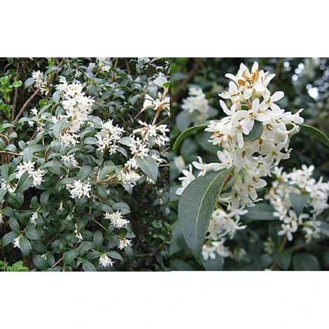 Osmanthus Burkwoodii Evergreen Fragrant Plant Shrub Large In A 3 Litre Pot 1 Osmanthus Burkwoodii Evergreen Fragrant Plant Shrub Large In A 3 Litre Pot