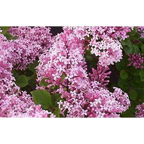 Syringa Meyeri Palibin Korean Dwarf Lilac Shrub 30-40cm Bush Supplied In A 2 Litre Pot 1 Syringa Meyeri Palibin Korean Dwarf Lilac Shrub 30-40cm Bush Supplied In A 2 Litre Pot