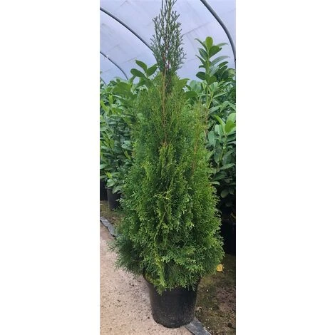 Thuja Smaragd Large Specimen Ornamental Conifer Plant Tree Supplied In A 2/3 Litre Pot 1 Thuja Smaragd Large Specimen Ornamental Conifer Plant Tree Supplied In A 2/3 Litre Pot