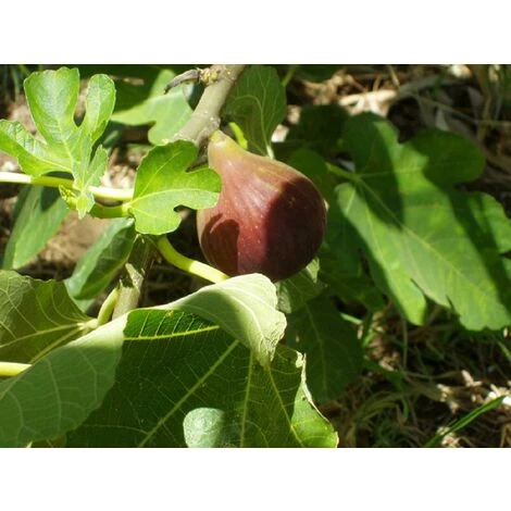 Large Ficus Carica Fig Brown Turkey Tree Fruit Plant 30-40cm Tall In A 2 Litre Pot 1 Large Ficus Carica Fig Brown Turkey Tree Fruit Plant 30-40cm Tall In A 2 Litre Pot