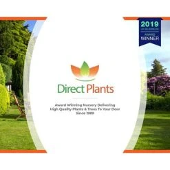 Large Ficus Carica Fig Brown Turkey Tree Fruit Plant 30-40cm Tall In A 2 Litre Pot 8 Large Ficus Carica Fig Brown Turkey Tree Fruit Plant 30-40cm Tall In A 2 Litre Pot -Dwarf Discovery shop 71186154 4