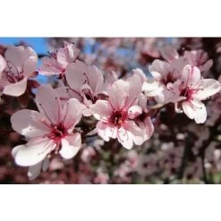 Prunus Nigra Cistena Patio Flowering Tree 3-4ft Supplied In A 5 Litre Pot