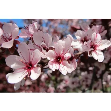 Prunus Nigra Cistena Patio Flowering Tree 3-4ft Supplied In A 5 Litre Pot 1 Prunus Nigra Cistena Patio Flowering Tree 3-4ft Supplied In A 5 Litre Pot