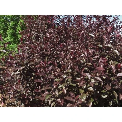 Prunus Nigra Cistena Patio Flowering Tree 3-4ft Supplied In A 5 Litre Pot 2 Prunus Nigra Cistena Patio Flowering Tree 3-4ft Supplied In A 5 Litre Pot - Image 2