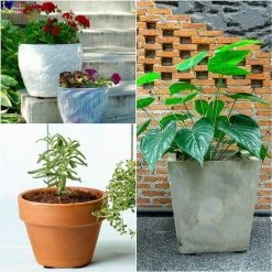 Invisible Flower Pot Stand (Pack Of 48) - Black Rubber Feet For Elevating Plants - Self-Adhesive Pad For Medium And Large Pots - Outdoor And Indoor Plant Riser -Dwarf Discovery shop 71245787 5